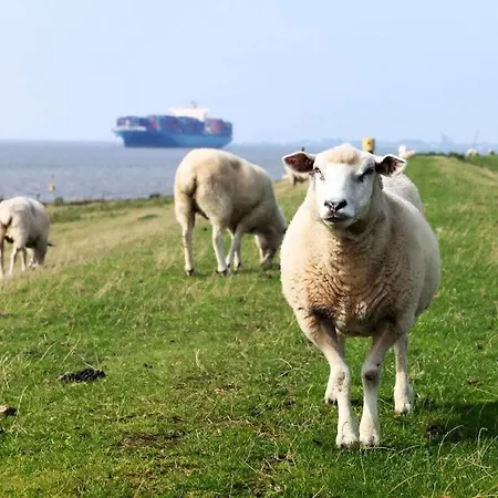 Elbblick Comfortable *